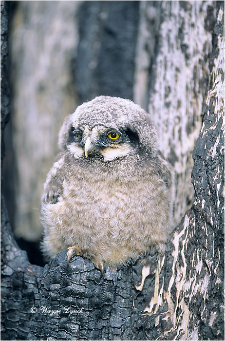 Northern Hawk Owl Chick 122 by Dr. Wayne Lynch &copy;